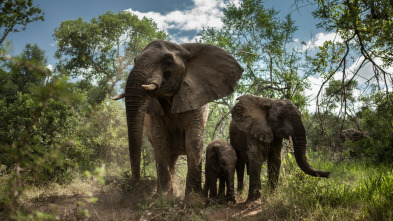 Wild Sudáfrica 