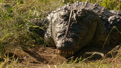 Wild Sudáfrica: Tierra de gigantes