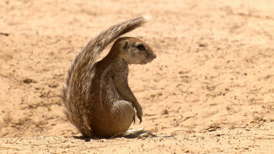 Imagen de Wild Sudáfrica: Asesinos del Kalahari - 5