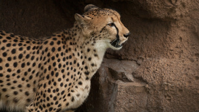 Imagen de Un hombre entre guepardos - 5