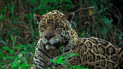 Jaguar contra cocodrilo