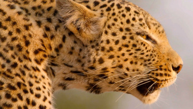 Cazadores de África: La manada de Hot Springs