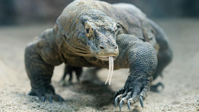 Imagen de Dragones de Komodo - 5