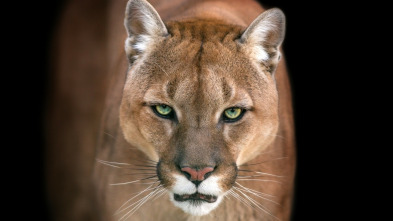 Imagen de El club de la lucha...: Come, caza, mata - 5