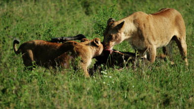 Madres guerreras