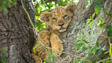 Imagen de Los leones trepadores - 5