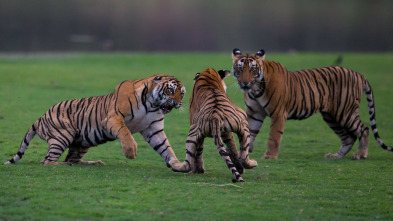 El legado de la reina tigre