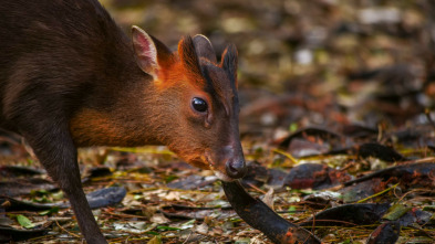 Wild Taiwán: la isla de la selva