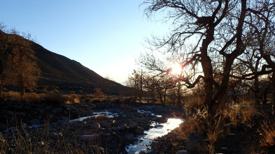 Wild Mongolia: tierra...: Supervivientes del desierto