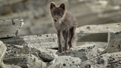 Imagen de Wild Ártico  - 12