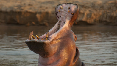 Imagen de Los más peligrosos de África: Botswana  - 5