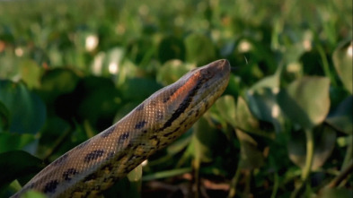 Imagen de Serpientes monstruosas - 5