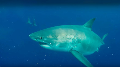 Imagen de ¿El tiburón blanco más grande del mundo?  - 5