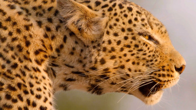 Imagen de Cazadores de África: La confrontación entre los búfalos - 5