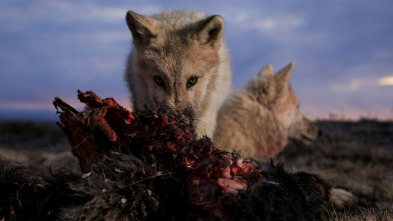 El reino del lobo blanco: La loba reina