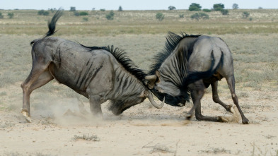 Imagen de Especial El club de la lucha animal  - 10