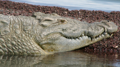 Un vaquero australiano: Cocodrilos en el pozo