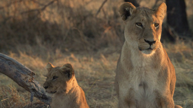 Hermanos leones: de cachorros a reyes