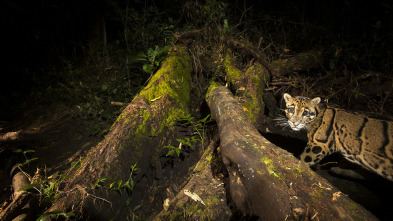 Los leopardos salvajes de la India