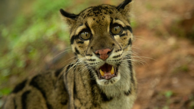 Felinos salvajes de la India 