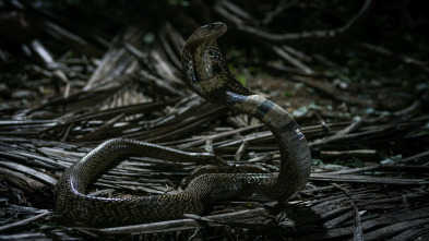Imagen de Especial muerte al...: Durante la noche - 5