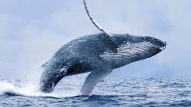 Imagen de Maravillas del océano: Depredador o presa  - 5
