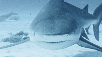 Imagen de Tiburón toro embravecido - 7