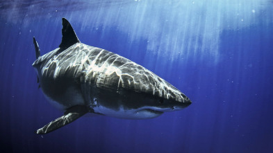 Imagen de Los tiburones más buscados - 6