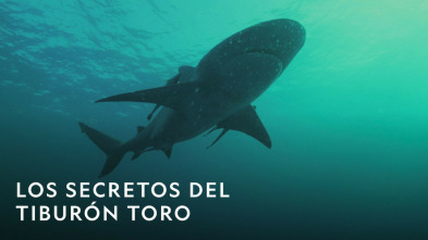 Imagen de Los secretos del tiburón toro - 6