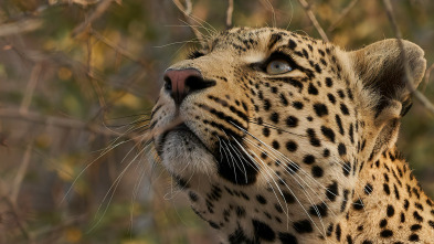 Imagen de El linaje de los...: El cuento del leopardo - 5