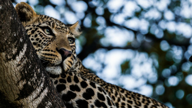 Los cinco grandes de África