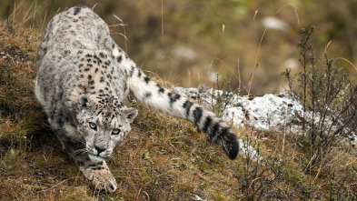 El reino helado del leopardo de las nieves