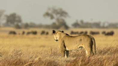 Imagen de Savage Kingdom: El sacrificio de una madre - 4