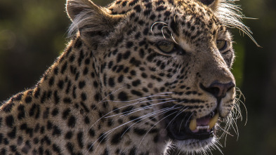 Imagen de Toto, la leopardo de ojos jade - 6