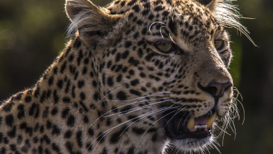 Toto, la leopardo de ojos jade