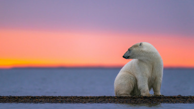 El reino del oso polar: El viaje del cachorro