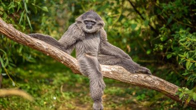 Imagen de Los secretos naturales...: Supervivientes de montaña - 4