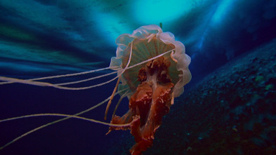 Imagen de Las medusas más letales del mundo - 6