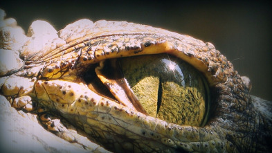 Tiburón contra cocodrilo