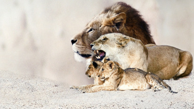 Imagen de Dinastía de león - 4