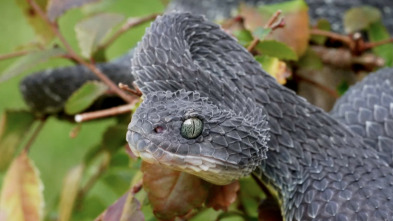 Ataques de serpiente