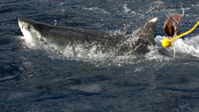 Contando tiburones