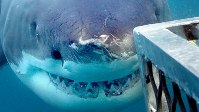 Imagen de Tiburones que se lo comían todo - 5