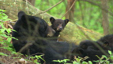 Imagen de Los Osos de los Parques Nacionales de America - 5