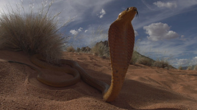 Serpientes de leyenda: Mambas