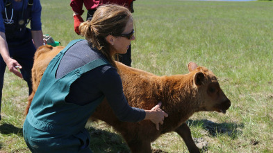 Una veterinaria...: Sucios y podridos