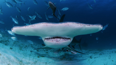 Imagen de Cuando los tiburones...: Sharktober - 5