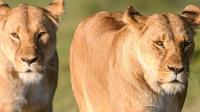 Imagen de Reinas del mundo salvaje: Reinas africanas - 4