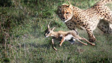 Imagen de Predador vs. presa: Guepardos - 4