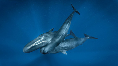 Los secretos de las...: La dinastía de las orcas